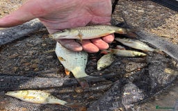 Pond Fish fish for sale: Live fish for sale. Common and mirror carp mix 30 - Image 4