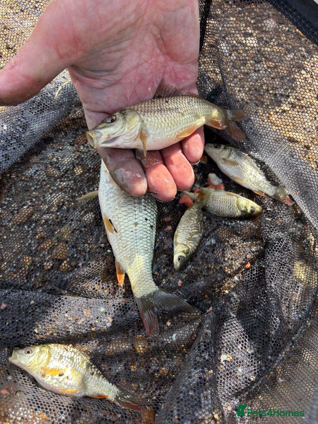 Pond Fish fish for sale: Live fish for sale. Common and mirror carp mix 30 - Image 4