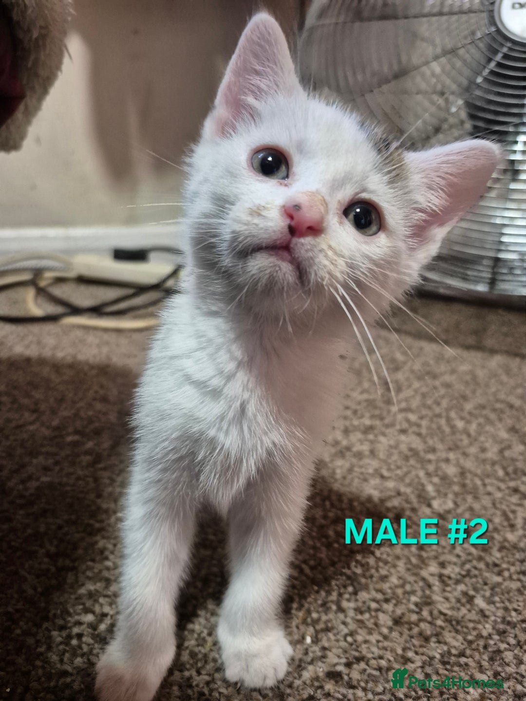 Mixed Breed cats for sale: 3 Beautiful Tabby/Russian Blue kittens - Image 9