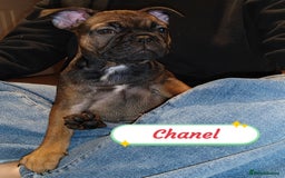 French Bulldog dogs for sale: 🌟 Beautiful French Bulldog Puppies  - Advert 6