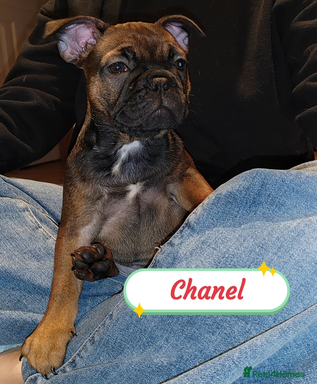 French Bulldog dogs for sale: 🌟 Beautiful French Bulldog Puppies  - Advert 6