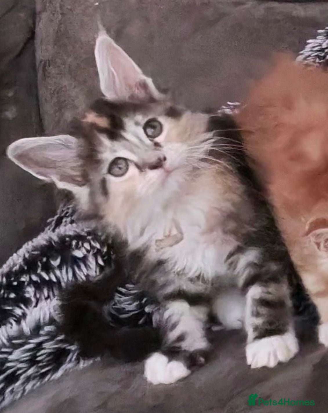 Maine Coon cats Female Brown Tortie Tabby & White kitten LEFT  - Advert 1