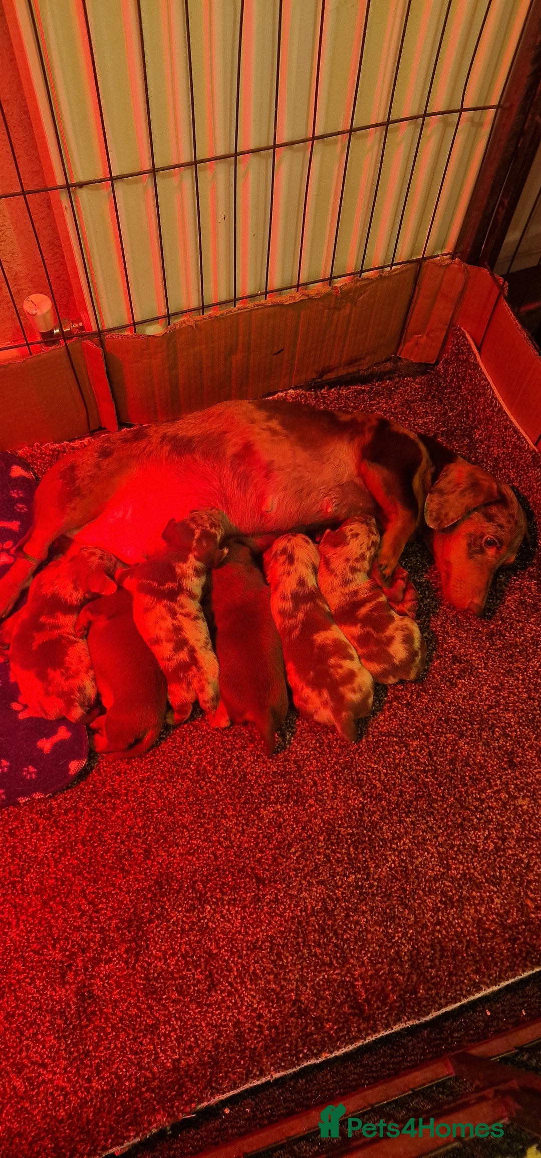 Miniature Dachshund dogs for sale: NICE PUPPPIES MINI DACHSHUND  - Advert 10