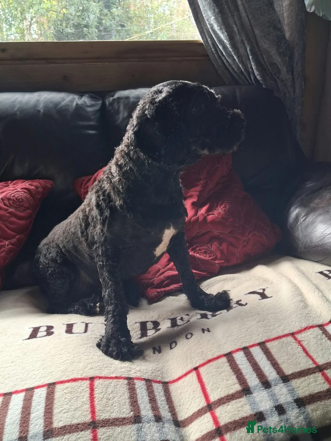 Cavapoo dogs for sale: MBeautiful Cavapoo Looking for a Loving New Home in Wakefield - Advert 2
