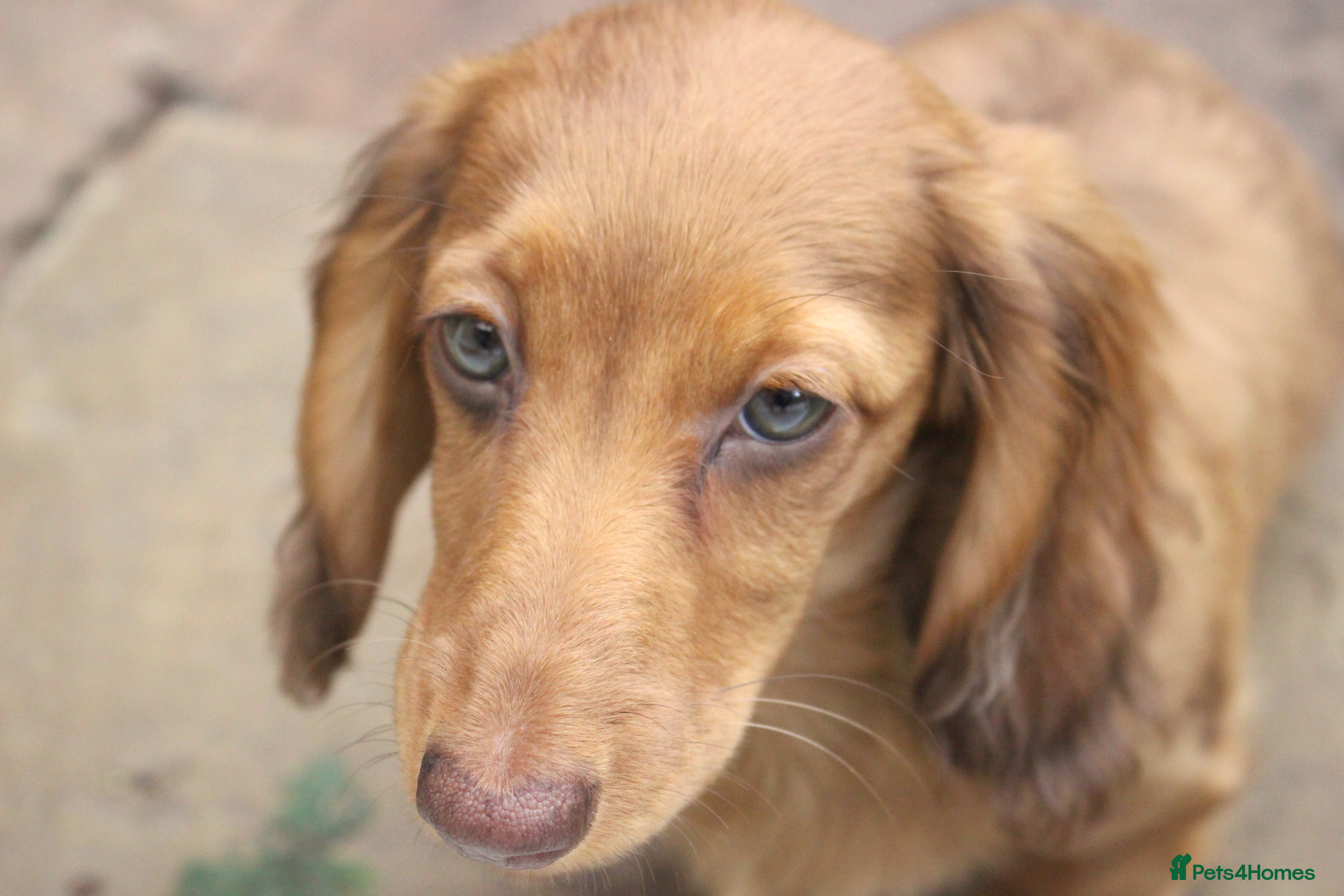 Miniature Dachshund dogs KC PRA Clear Mini Longhair Girl - Ready – Dapple - Advert 4