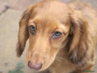 Miniature Dachshund dogs KC PRA Clear Mini Longhair Girl - Ready – Dapple - Advert 2