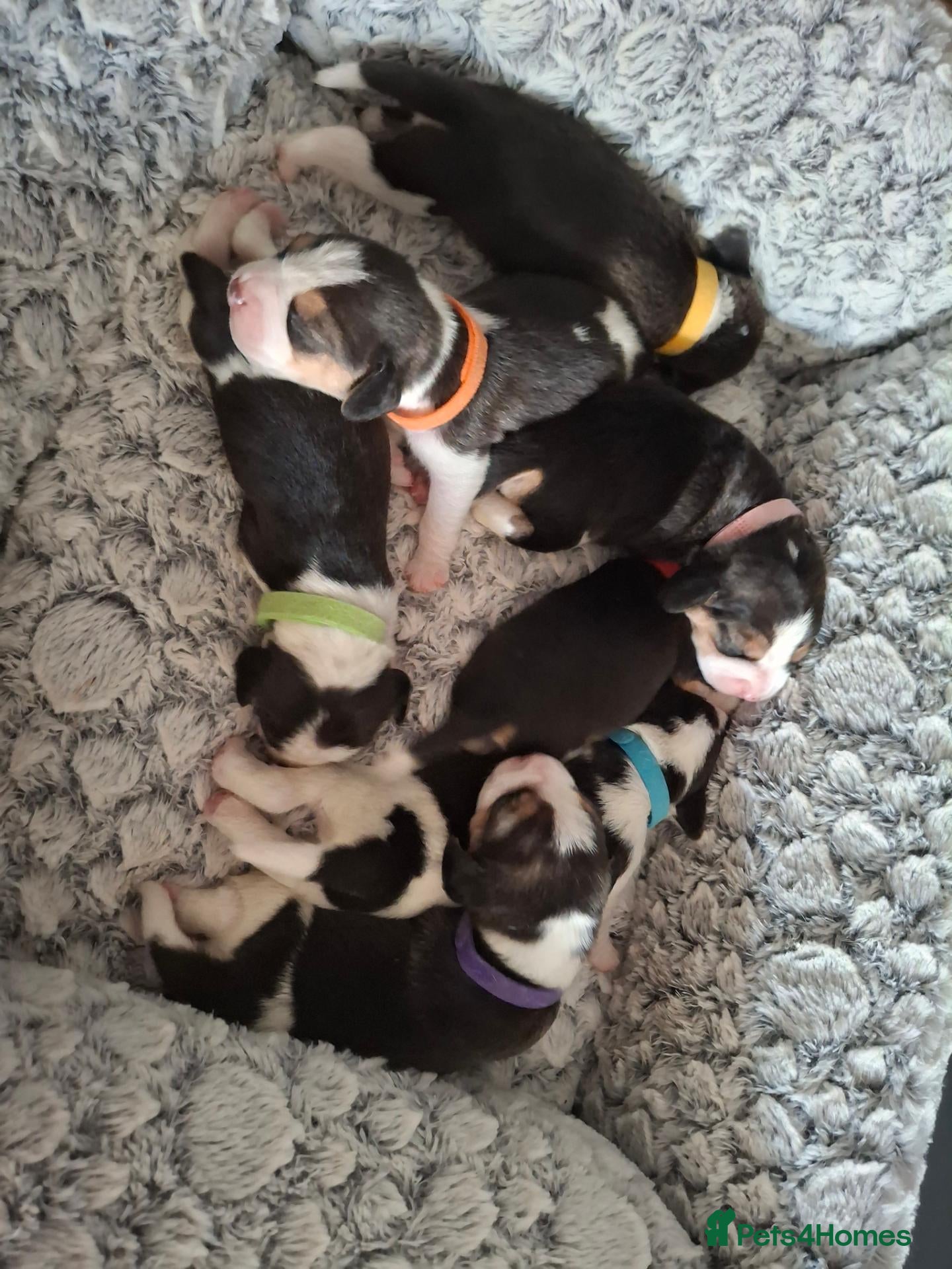Beagle dogs Beautiful tricolour beagle puppies. - Advert 5