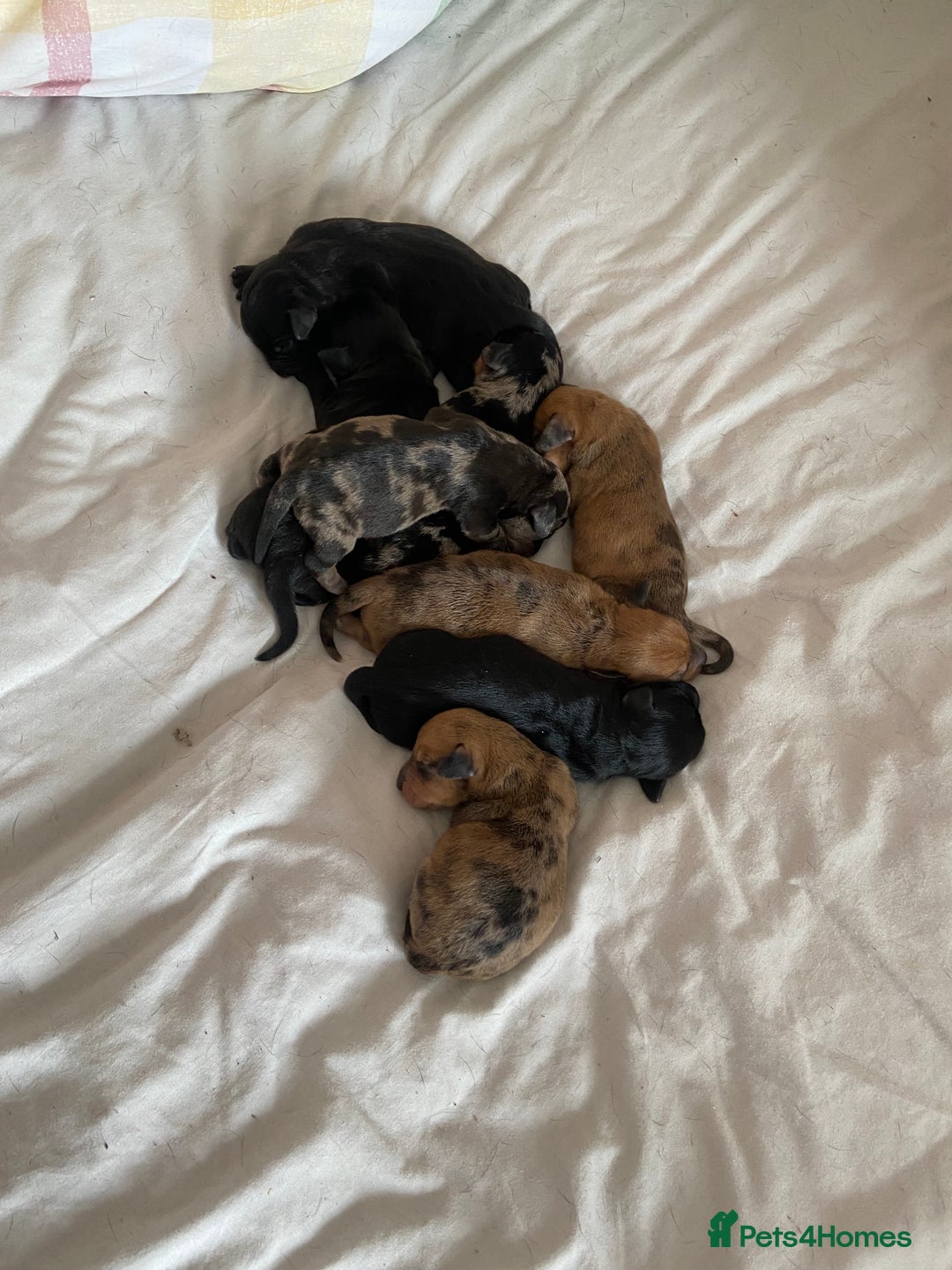 Mixed Breed dogs for sale: Dachshund cross Patterdale - Image 33