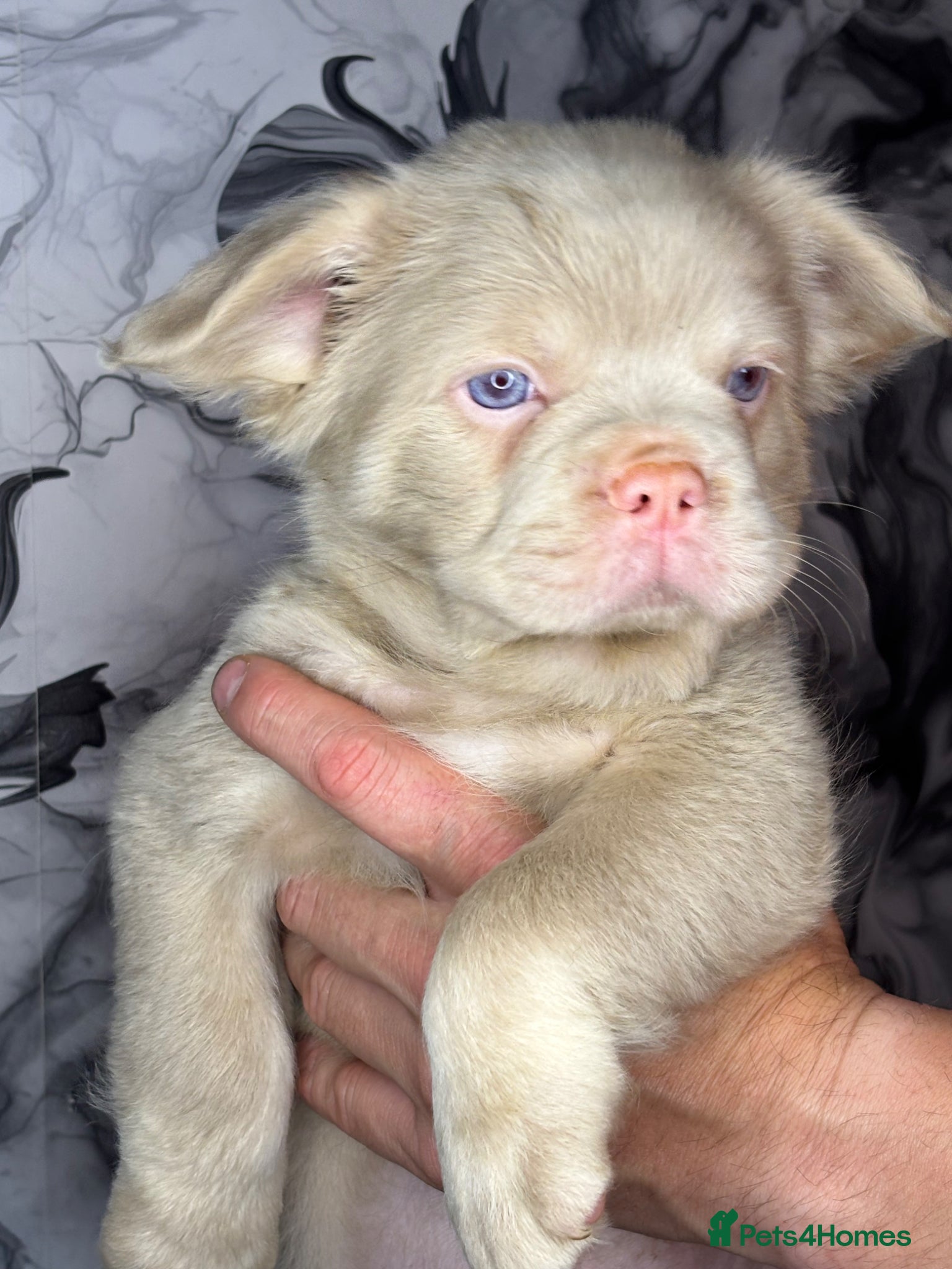French Bulldog dogs fluffy French bulldogs £500 4 BOYS LEFT  - Advert 15