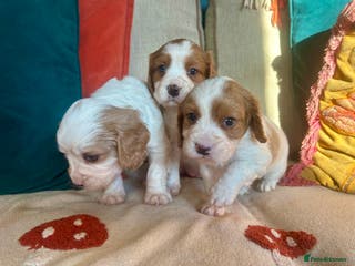 Cockalier dogs Beautiful Litter of Cavalier King Charles X Cocker - Advert 1