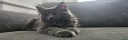 Maine Coon cats for sale: Gorgeous, sociable maine coon kittens  - Advert 12