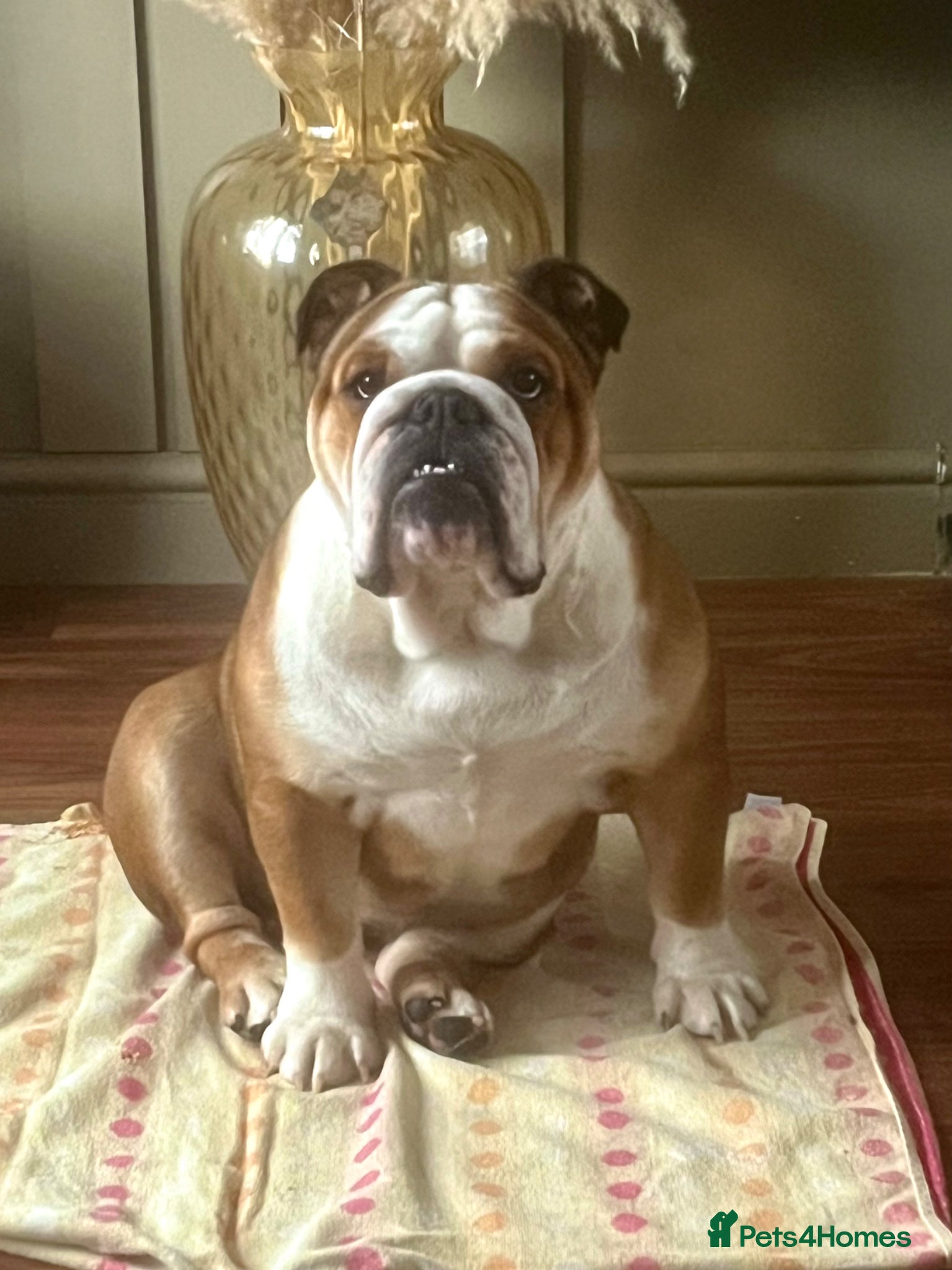 English Bulldog dogs Champion Sired KC Bulldog Puppies - Advert 1