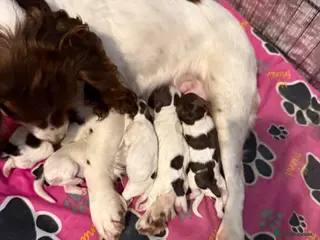 Cockapoo dogs Cockapoo - Advert 1