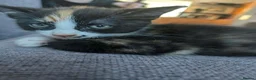 Mixed Breed cats for sale: 4 beautiful kittens ready to go in Braintree - Advert 6