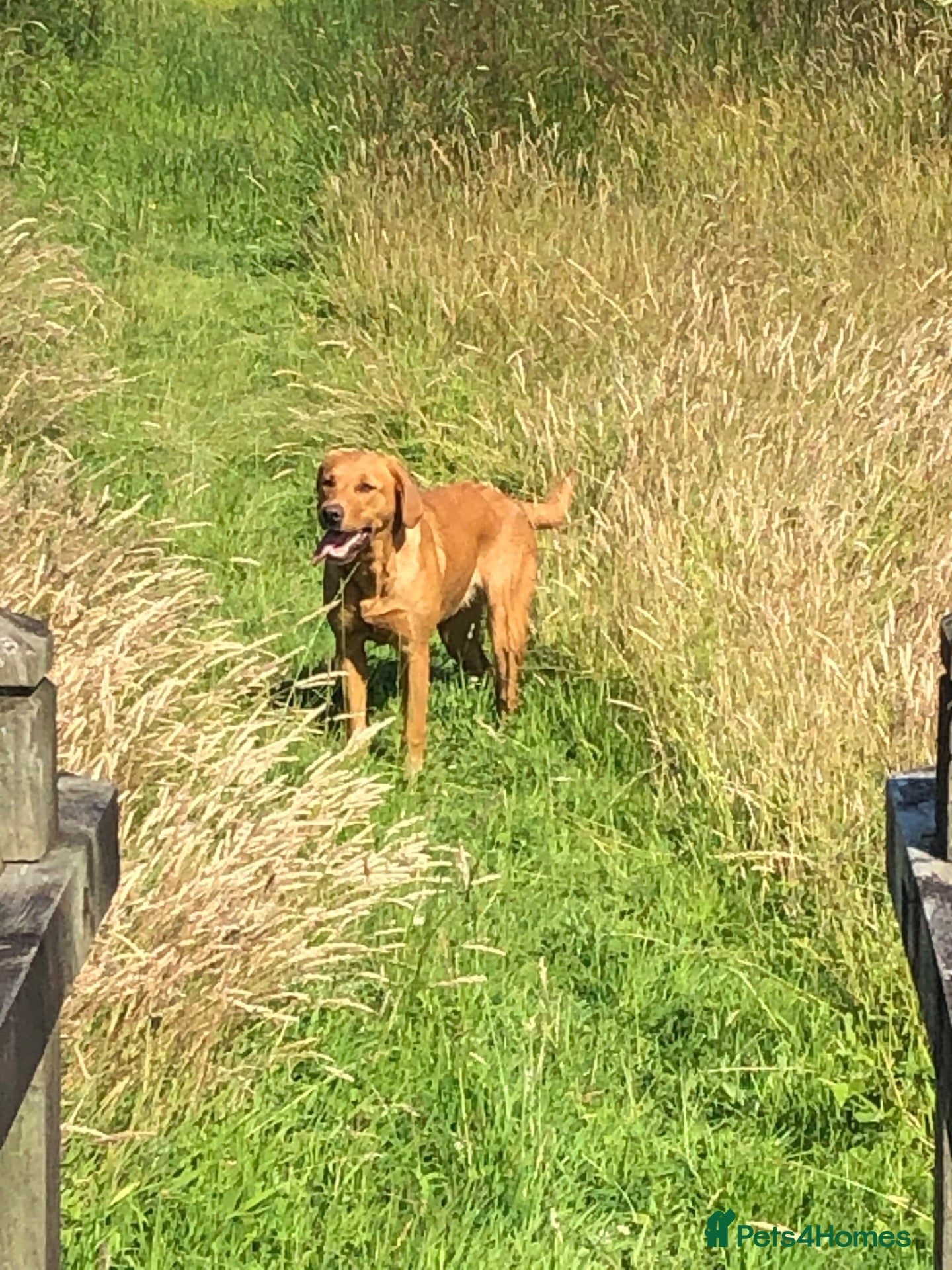 Labrador Retriever dogs KC fox red puppies - Advert 2