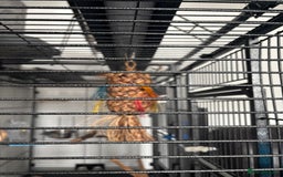Parrots birds for sale: Large Parrot Cage - Image 15