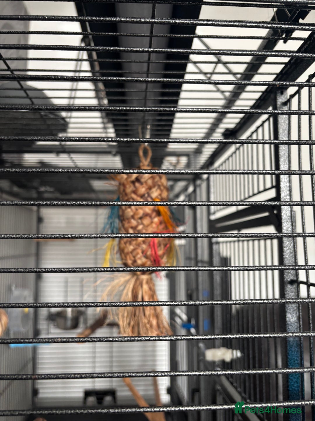 Parrots birds for sale: Large Parrot Cage - Image 15