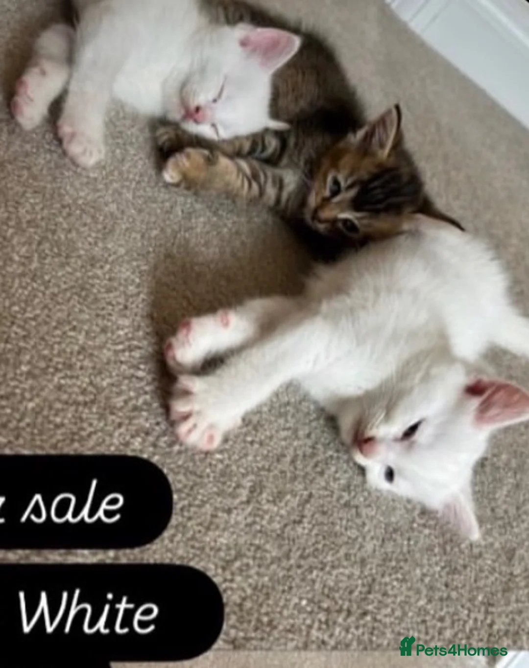 Mixed Breed cats for sale: 2 beautiful white kittens - Advert 2