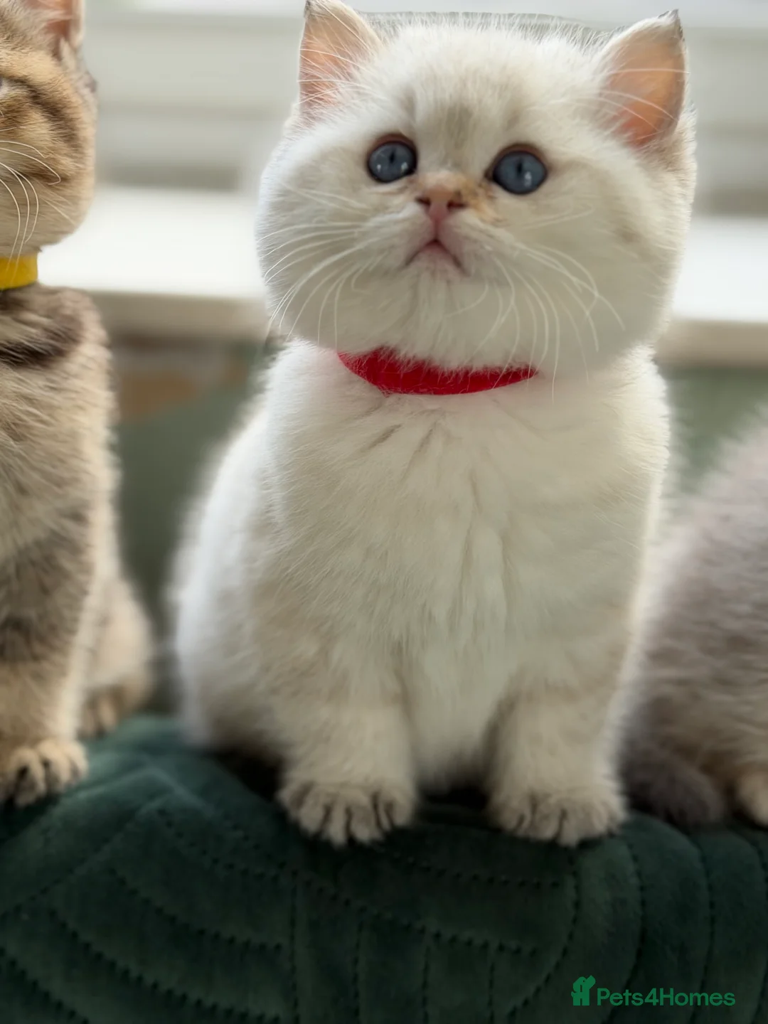 British Shorthair cats for sale: British shorthair kitten(one left)chocolate golden - Advert 20