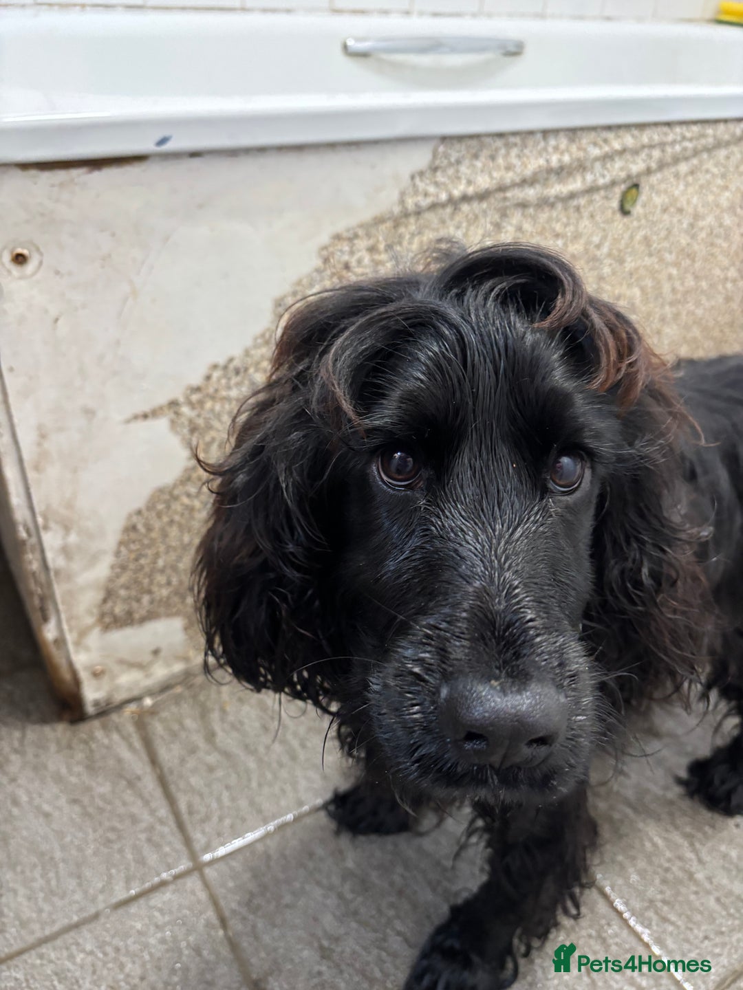 Cocker Spaniel dogs for sale: Show type cocker spaniel boy  - Advert 2