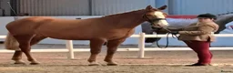 Irish Draught horses for sale: Magnificent Marjorie - Advert 2
