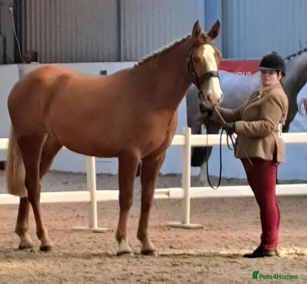 Irish Draught horses for sale: Magnificent Marjorie - Advert 2