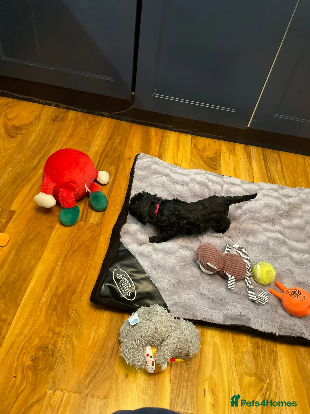 Cockapoo dogs for sale: Rare Black Tightly Curled Cockapoo Puppies - Advert 9