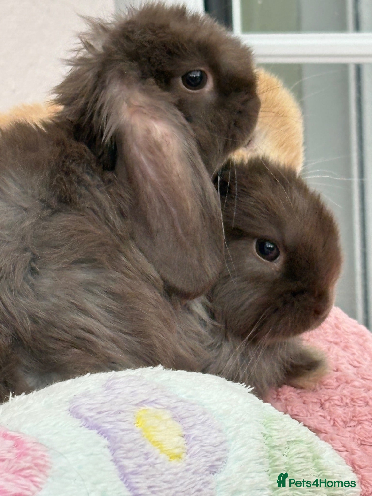 Mini Lop rabbits Mini lops-vaccinated-raised indoors  - Advert 2