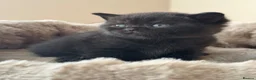 British Shorthair cats for sale: Pedigree British Shorthair - Show Champion Lines - Advert 25