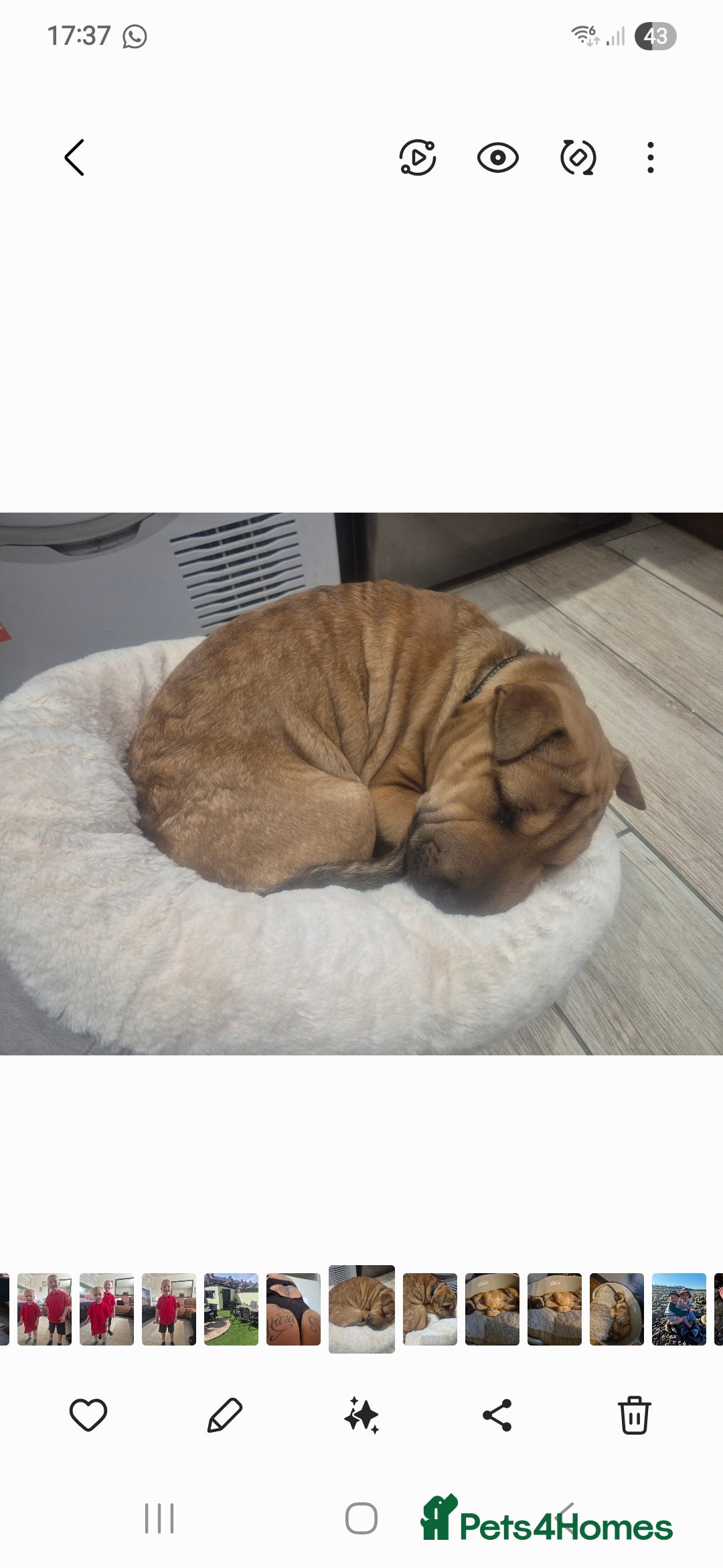 Mixed Breed dogs for sale: English bull terrier x shar pei - Image 7