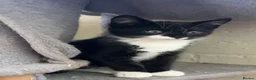 Mixed Breed cats for sale: Black and white Kittens  - Advert 2