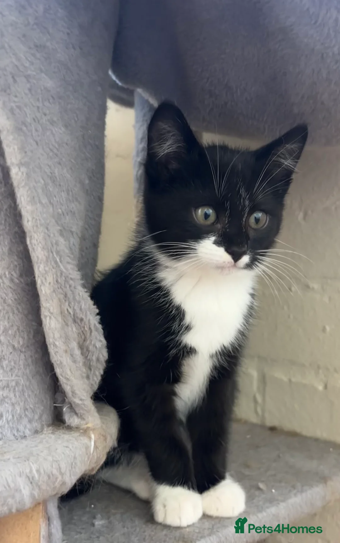 Mixed Breed cats for sale: Black and white Kittens  - Advert 2