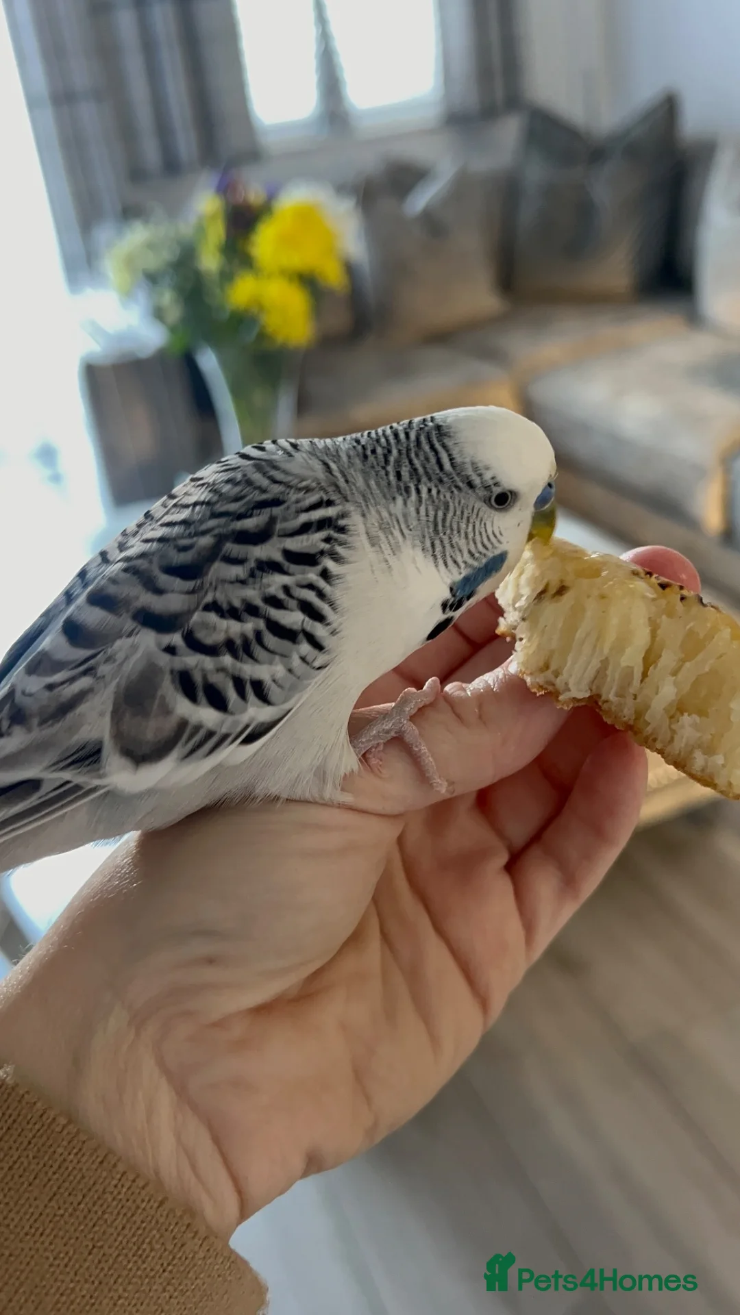 Budgerigars birds for sale: Talking Budgie Heartbreaking sale  in Newcastle upon Tyne - Advert 2