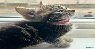 Mixed Breed cats 4 beautiful kittens  - Advert 1