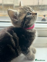 Mixed Breed cats 2 beautiful kittens left - Advert 8