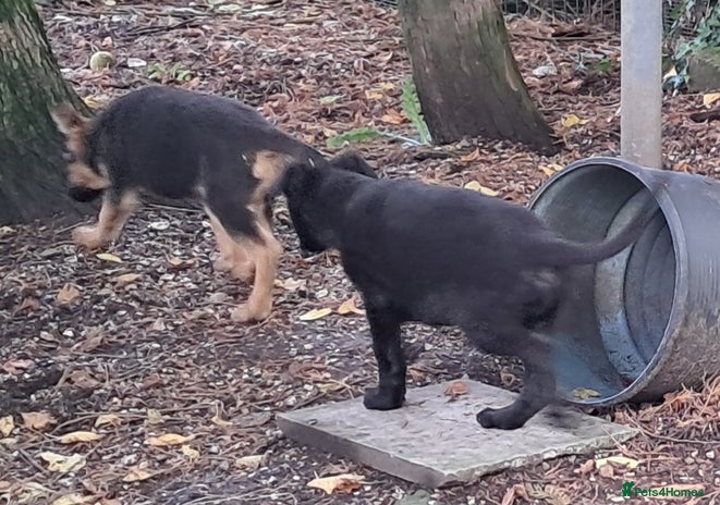 German Shepherd dogs - Advert 5