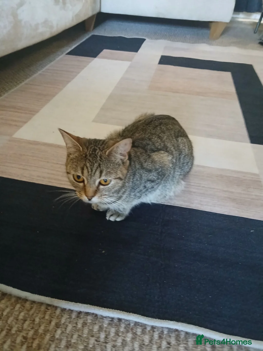 Mixed Breed cats for sale: Kittens  in Leeds - Advert 1