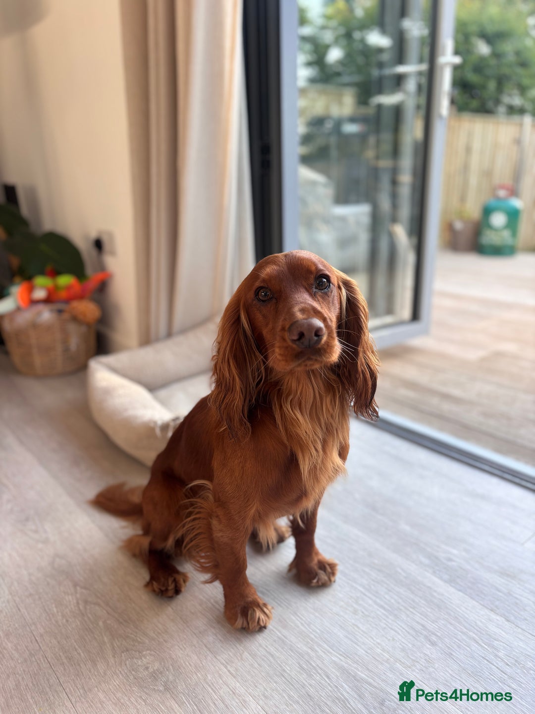 Cocker Spaniel dogs for stud: Working Red Cocker Spaniel Stud - Image 5