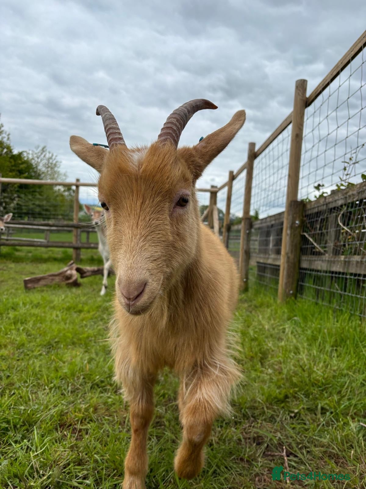 Goats livestock Golden Guernsey Wether Looking For New Home - Advert 2