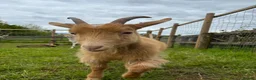 Goats livestock for sale: Golden Guernsey Wether Looking For New Home - Advert 1