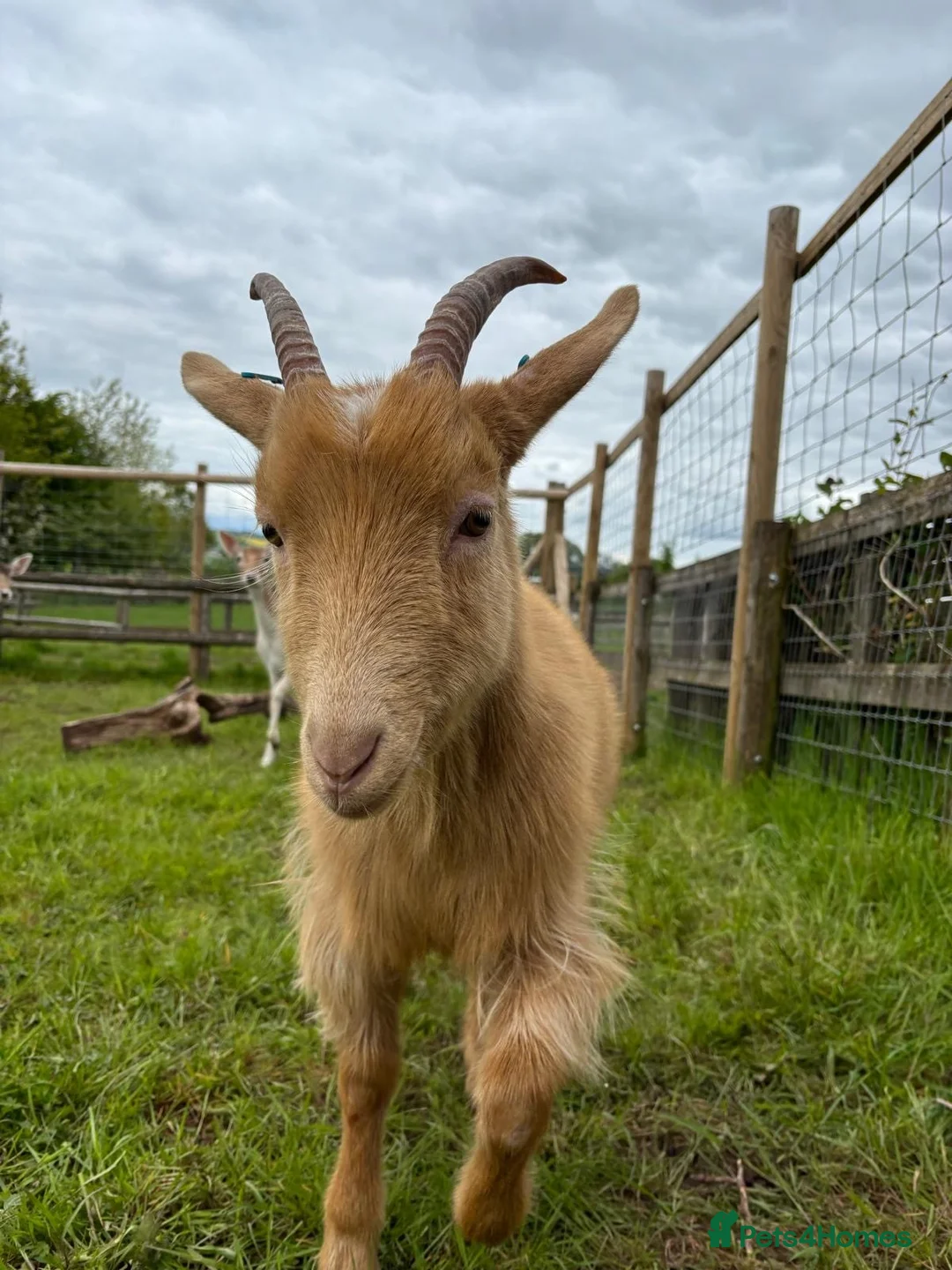 Goats livestock for sale: Golden Guernsey Wether Looking For New Home - Advert 1
