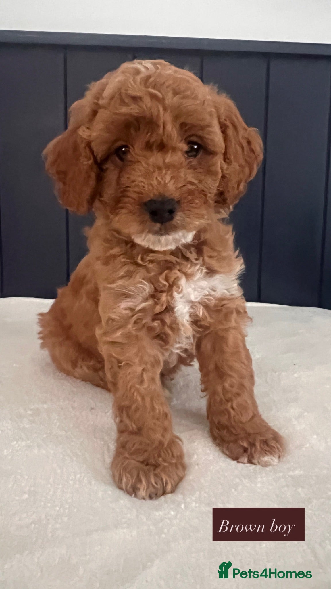 Cavapoo dogs Beautiful Cavapoo Puppies  - Advert 1