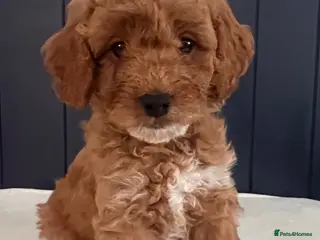 Cavapoo dogs Beautiful Cavapoo Puppies - Advert 1
