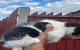 Mixed Breed cats for sale: KITTENS 🌈🐱 - Image 8