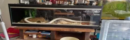 Corn Snake reptiles for sale: Large white corn snake  in Cardiff - Advert 3
