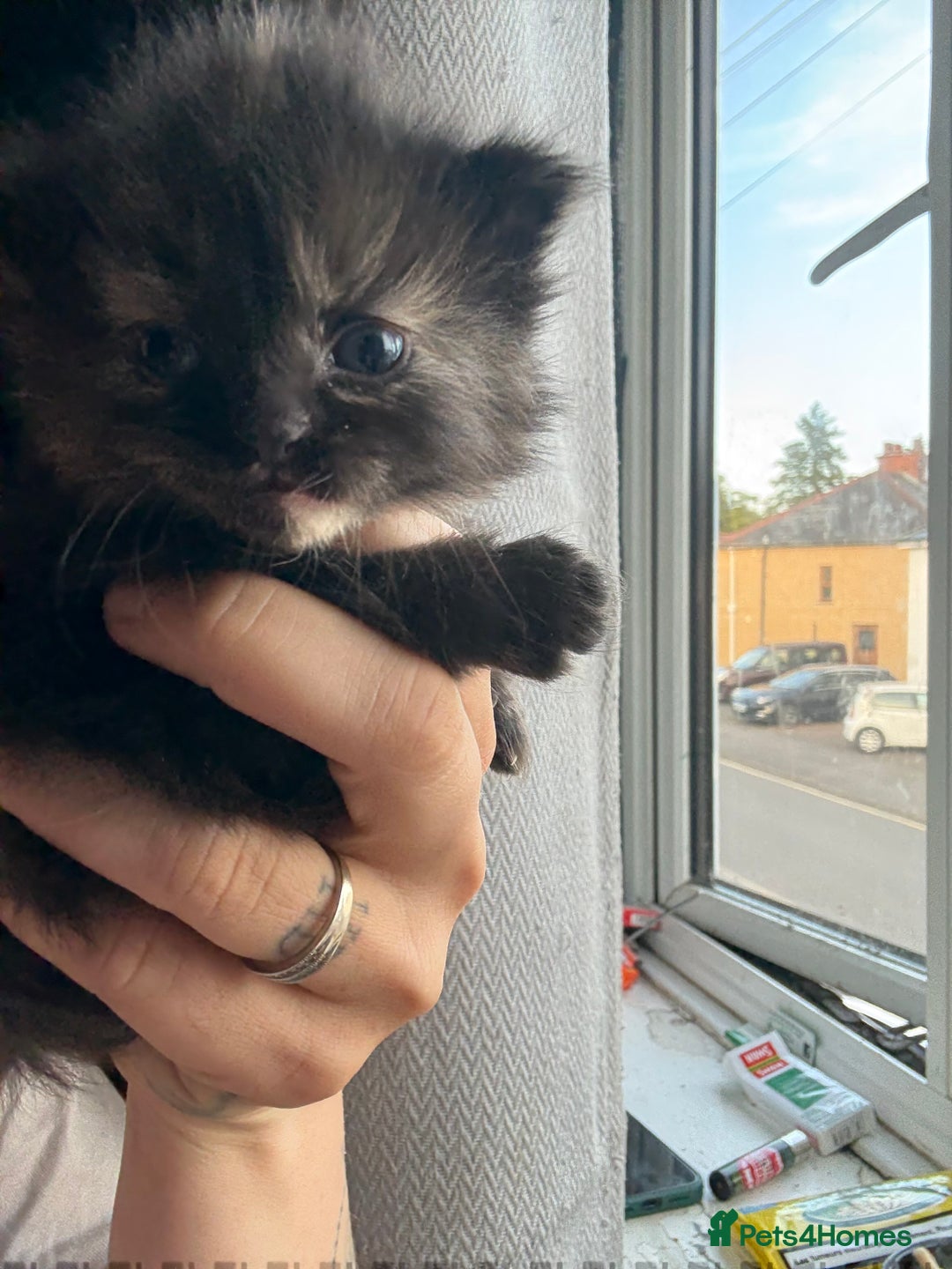 Mixed Breed cats for sale: Kittens  - Image 4