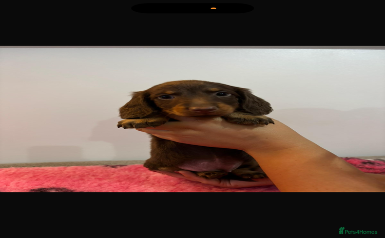 Miniature Dachshund dogs - Advert 1