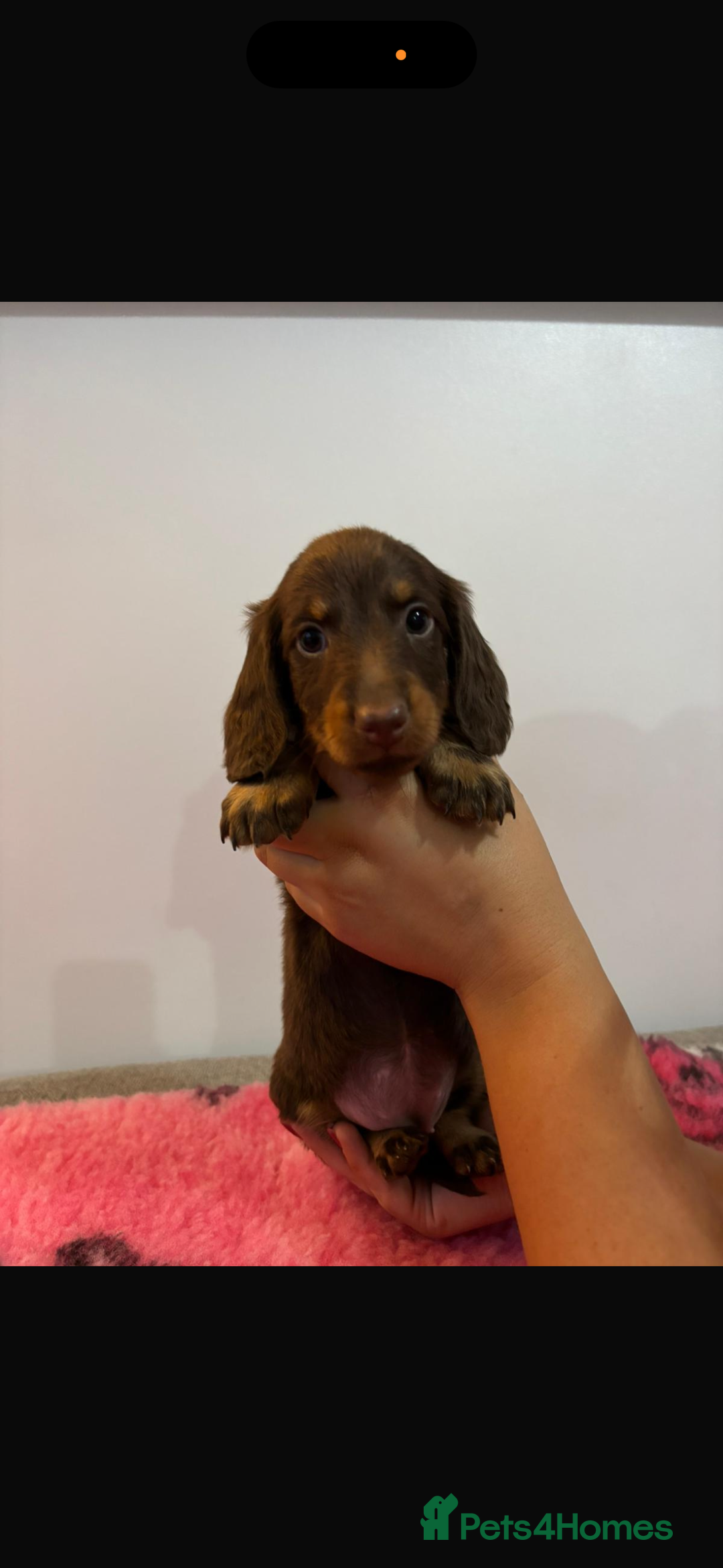 Miniature Dachshund dogs for sale: Kc registered miniature dachshunds - Advert 7