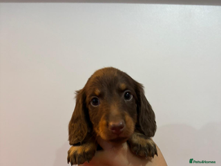 Miniature Dachshund dogs - Advert 1