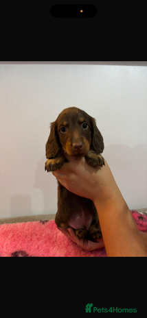Miniature Dachshund dogs - Advert 1